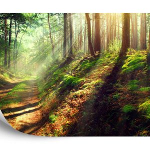 Papier Peint Forêt Nature – Image 2