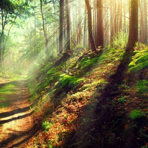 Papier Peint Forêt Nature – Image 1