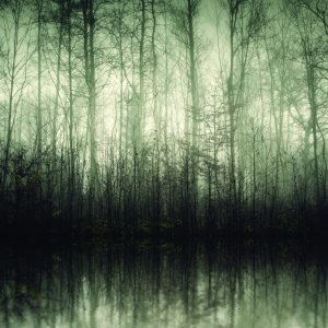 Papier Peint Forêt Arbres Eau – Image 1