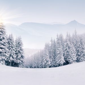 Papier Peint Forêt D'hiver – Image 1