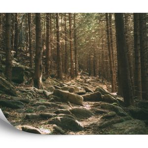 Papier Peint Forêt Arbres Pierres – Image 2