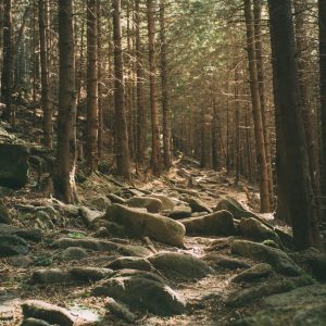 Papier Peint Forêt Arbres Pierres – Image 1