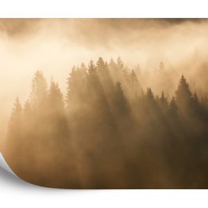 Papier Peint Forêt Dans Le Brouillard – Image 2