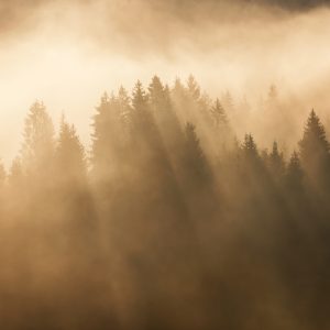 Papier Peint Forêt Dans Le Brouillard – Image 1