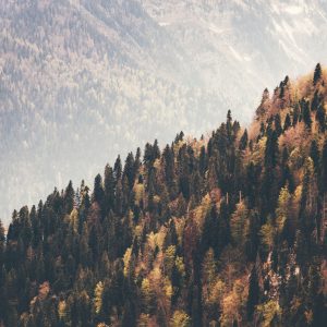 Papier Peint Forêt Montagnes – Image 1