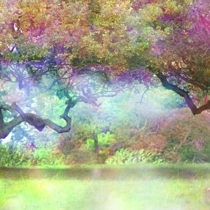 Papier Peint Forêt Colorée Magique – Image 1