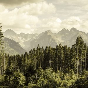 Papier Peint Montagnes Forestières – Image 1