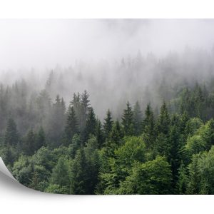 Papier Peint Arbres Dans La Brume – Image 2