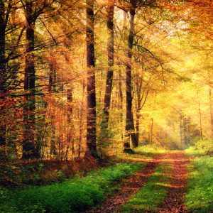 Papier Peint Couleurs D'automne De La Forêt – Image 1