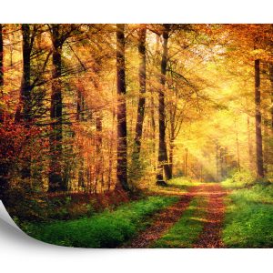 Papier Peint Couleurs D'automne De La Forêt – Image 2