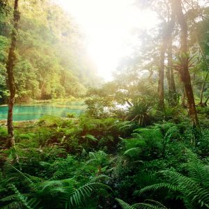 Papier Peint Forêt Arbres Eau – Image 1