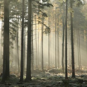 Papier Peint Forêt Arbres Brouillard – Image 1