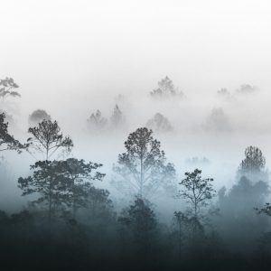 Papier Peint Forêt Dans Le Brouillard – Image 1