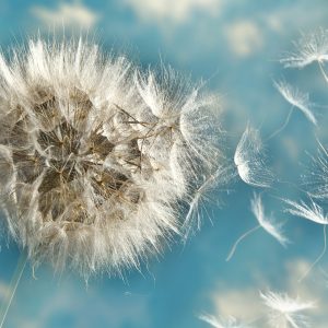 Papier Peint Pissenlit 3D – Image 1