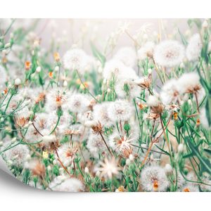 Papier Peint Pissenlit – Image 2