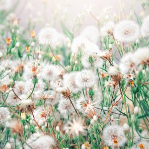 Papier Peint Pissenlit – Image 1