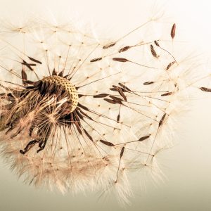 Papier Peint Graines De Pissenlit – Image 1