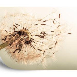 Papier Peint Graines De Pissenlit – Image 2