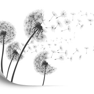 Papier Peint Pissenlits – Image 2