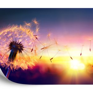 Papier Peint Pissenlit Optique – Image 2