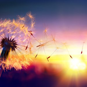 Papier Peint Pissenlit Optique – Image 1