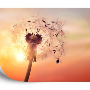 Papier Peint Pissenlit Optique – Image 2