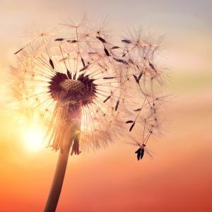 Papier Peint Pissenlit Optique – Image 1