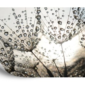 Papier Peint Gouttes De Pissenlit – Image 2