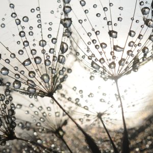 Papier Peint Gouttes De Pissenlit – Image 1