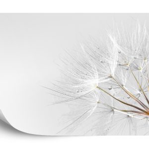 Papier Peint Gouttes De Pissenlit – Image 2