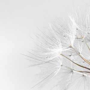 Papier Peint Gouttes De Pissenlit – Image 1