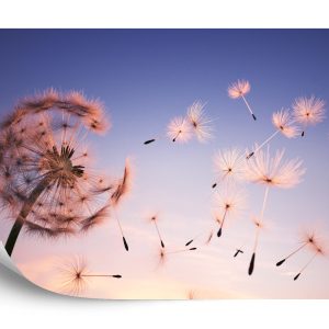 Papier Peint Graines De Pissenlit – Image 2