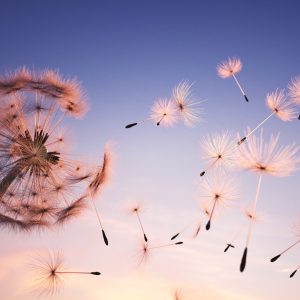 Papier Peint Graines De Pissenlit – Image 1