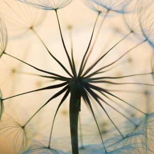 Papier Peint Pissenlit Optique – Image 1