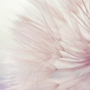 Papier Peint Graines De Pissenlit – Image 1