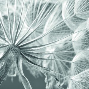 Papier Peint Pissenlit 3D – Image 1