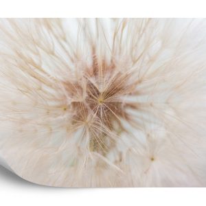 Papier Peint Pissenlit 3D – Image 2