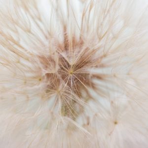 Papier Peint Pissenlit 3D – Image 1