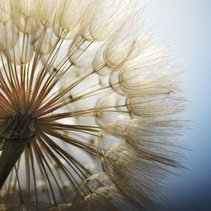 Papier Peint Pissenlit 3D – Image 1