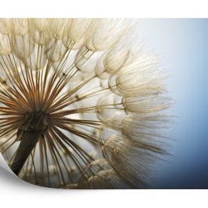 Papier Peint Pissenlit 3D – Image 2