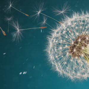 Papier Peint Pissenlit Optique – Image 1