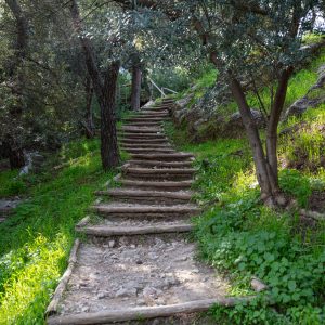 Papier Peint Escalier Dans Les Bois 3D – Image 1