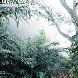 Papier Peint Forêt Dans Le Brouillard – Image 1