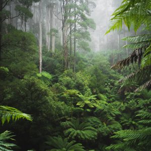 Papier Peint Forêt Dans Le Brouillard – Image 1