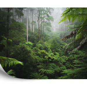 Papier Peint Forêt Dans Le Brouillard – Image 2