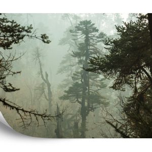 Papier Peint Forêt Dans Le Brouillard – Image 2