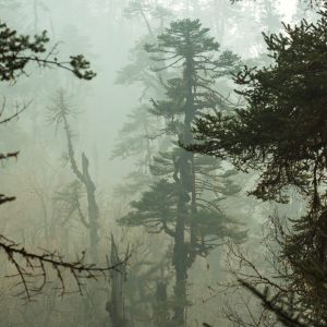 Papier Peint Forêt Dans Le Brouillard – Image 1