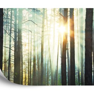 Papier Peint Forêt Dans Le Brouillard – Image 2