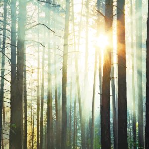 Papier Peint Forêt Dans Le Brouillard – Image 1