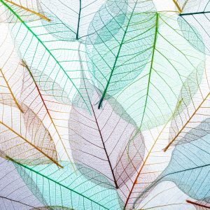 Papier Peint Feuilles Translucides Colorées – Image 1